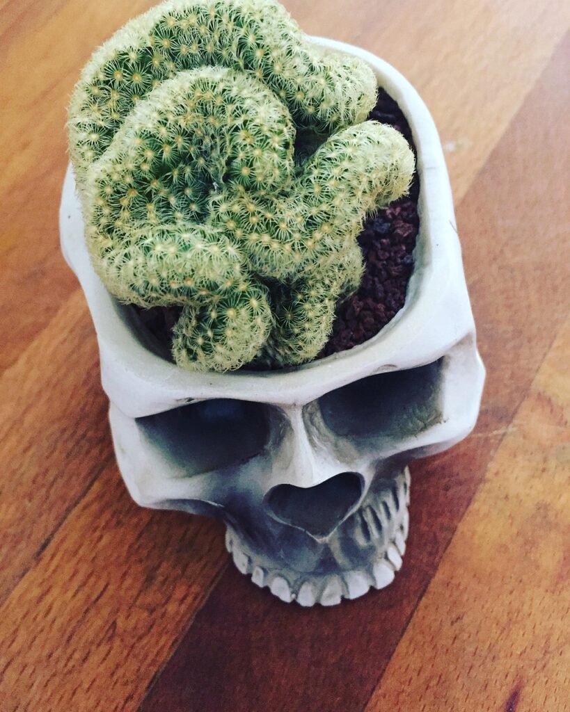 brain, cactus, skull, brain, brain, brain, brain, brain