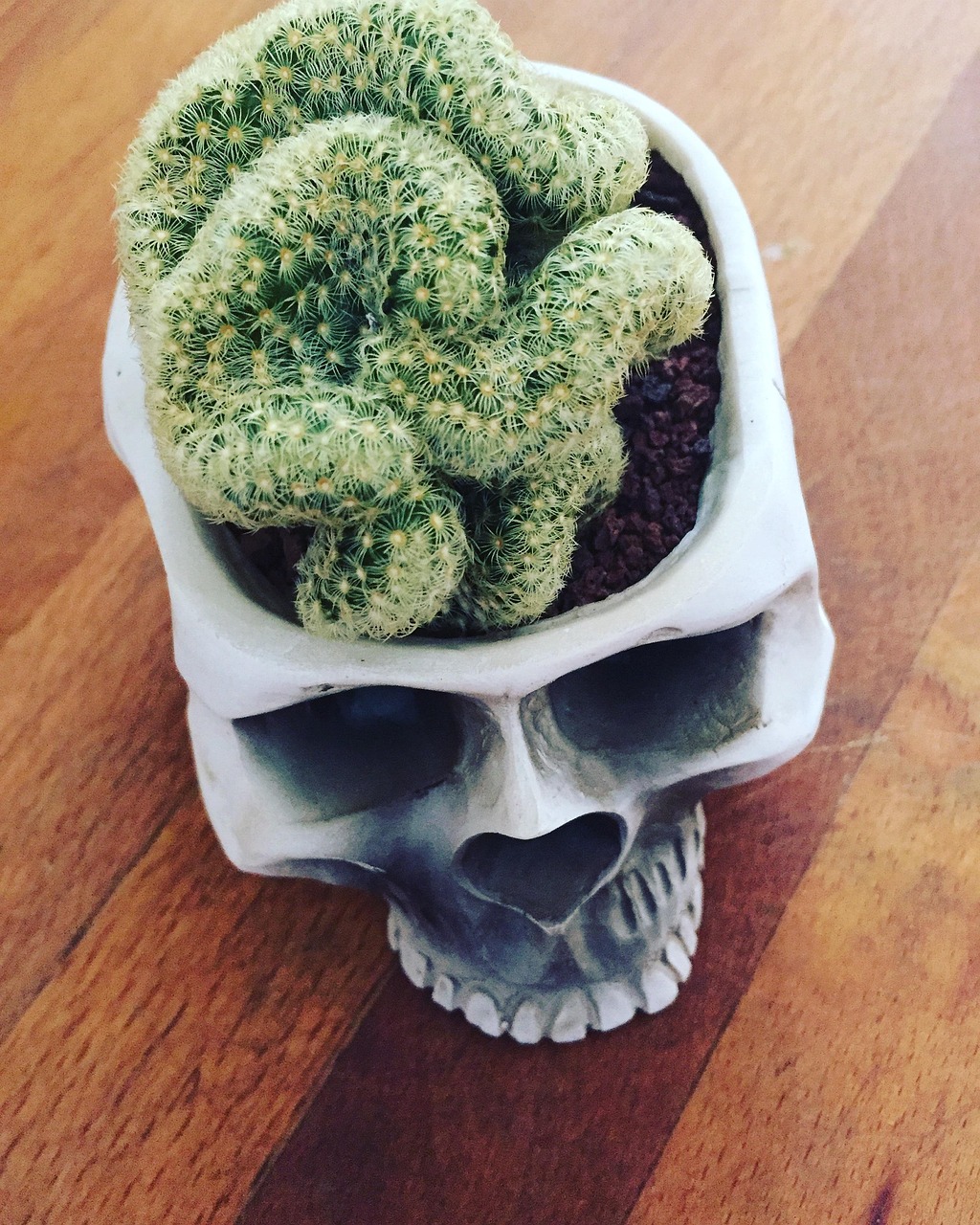 brain, cactus, skull, brain, brain, brain, brain, brain